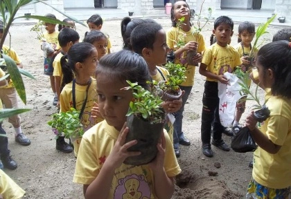 Tree Plantation Drive